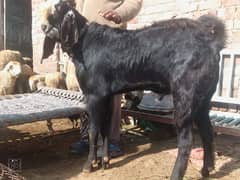 desi Bakra 4 dant