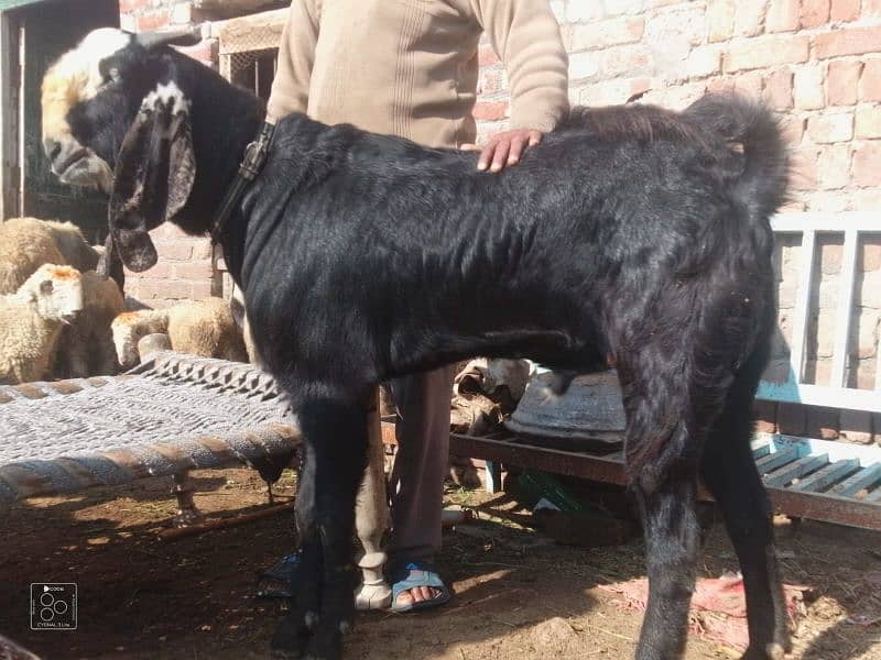 desi Bakra 4 dant 1