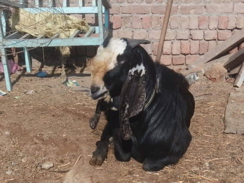 desi Bakra 4 dant 2