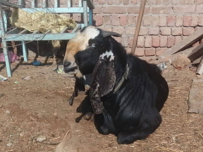 desi Bakra 4 dant 3