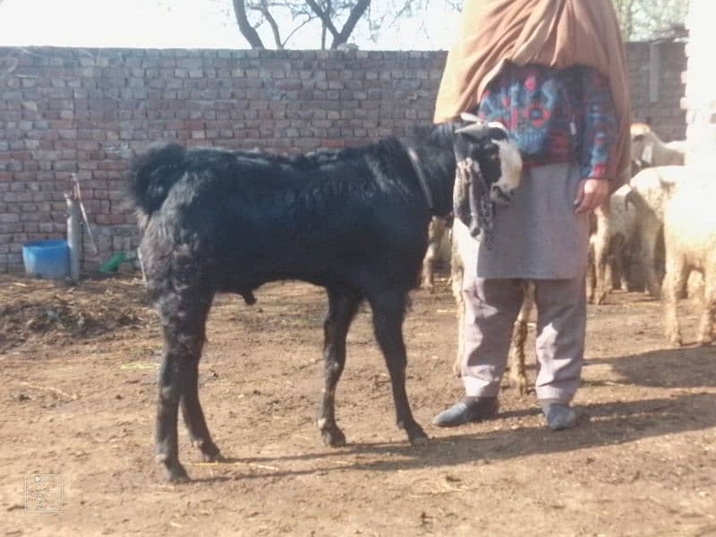 desi Bakra 4 dant 4