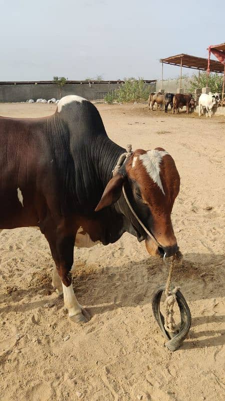 bachra, bull, bachri, cattle 0