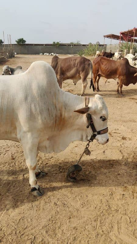 bachra, bull, bachri, cattle 2