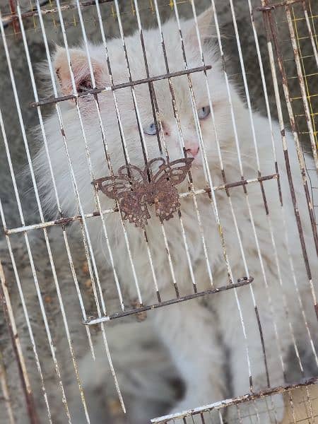 triple coated persian male 0