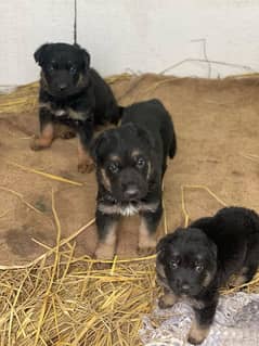 German Shepherd Puppies For Sale