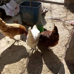 egg laying hens for sale