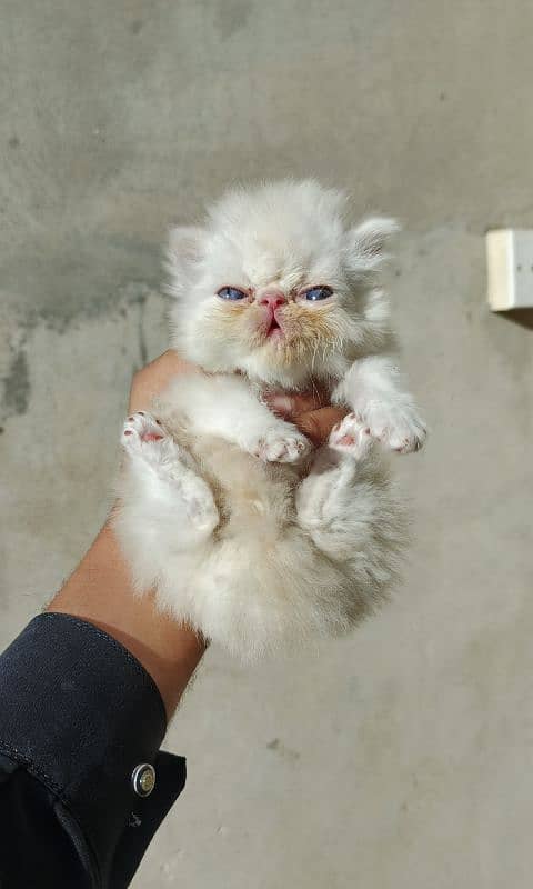 piki  face male kitten available wp number 03086208317 1