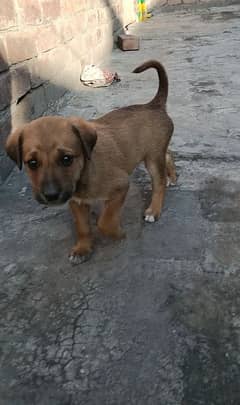 Alsation bhagyari  Male puppy (03224535024)