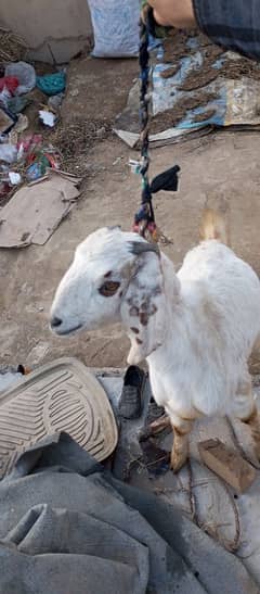 Goat for Sale