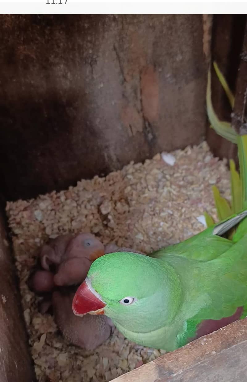 Kashmiri Raw Chicks | Chicks | Raw Parrots Chicks For Sale 5