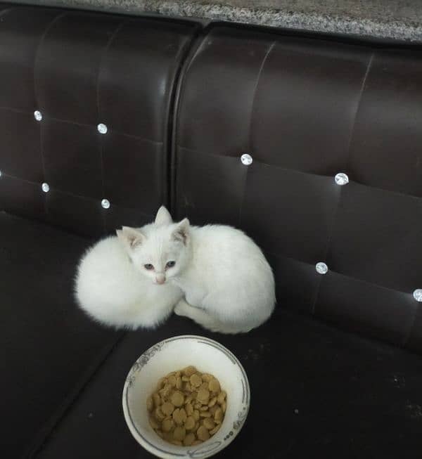 Two persian kittens 2 months old 3