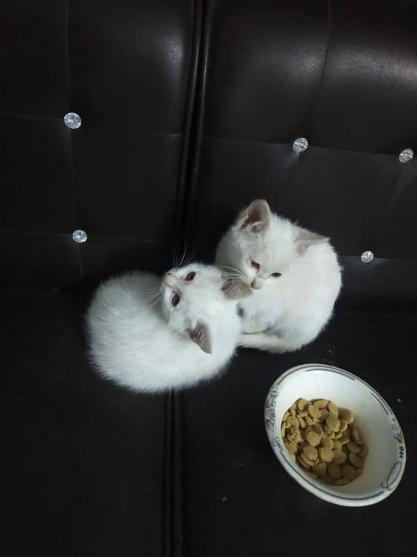 Two persian kittens 2 months old 4