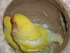 love birds 6 eggs breeder pair