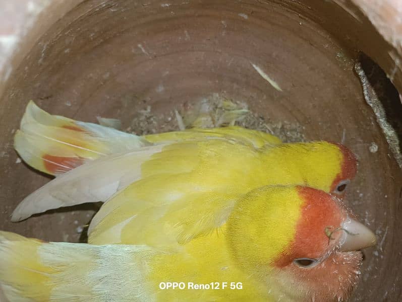 love birds 6 age breeder pair 2