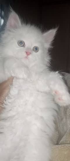 beautiful male kitten