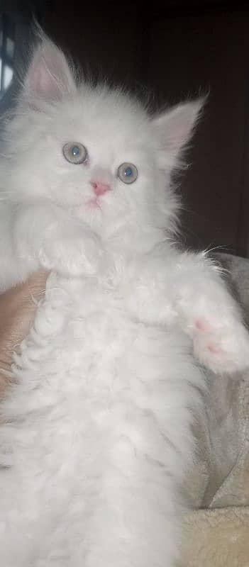 beautiful male kitten 0