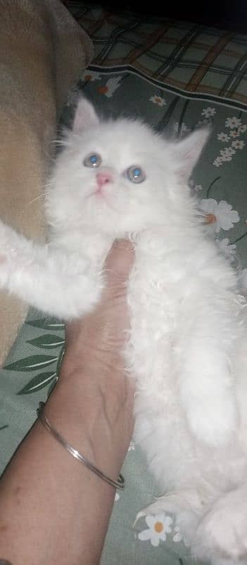 beautiful male kitten 1