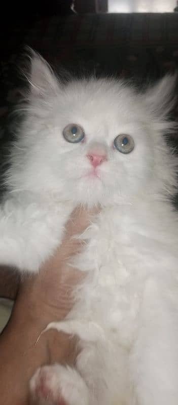 beautiful male kitten 2