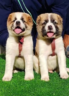 King Alabai Pair | Alabai Puppies | Alabai security Dog For Sale