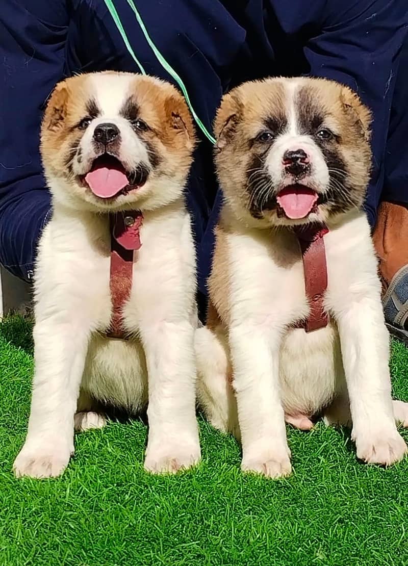 King Alabai Pair | Alabai Puppies | Alabai security Dog For Sale 0