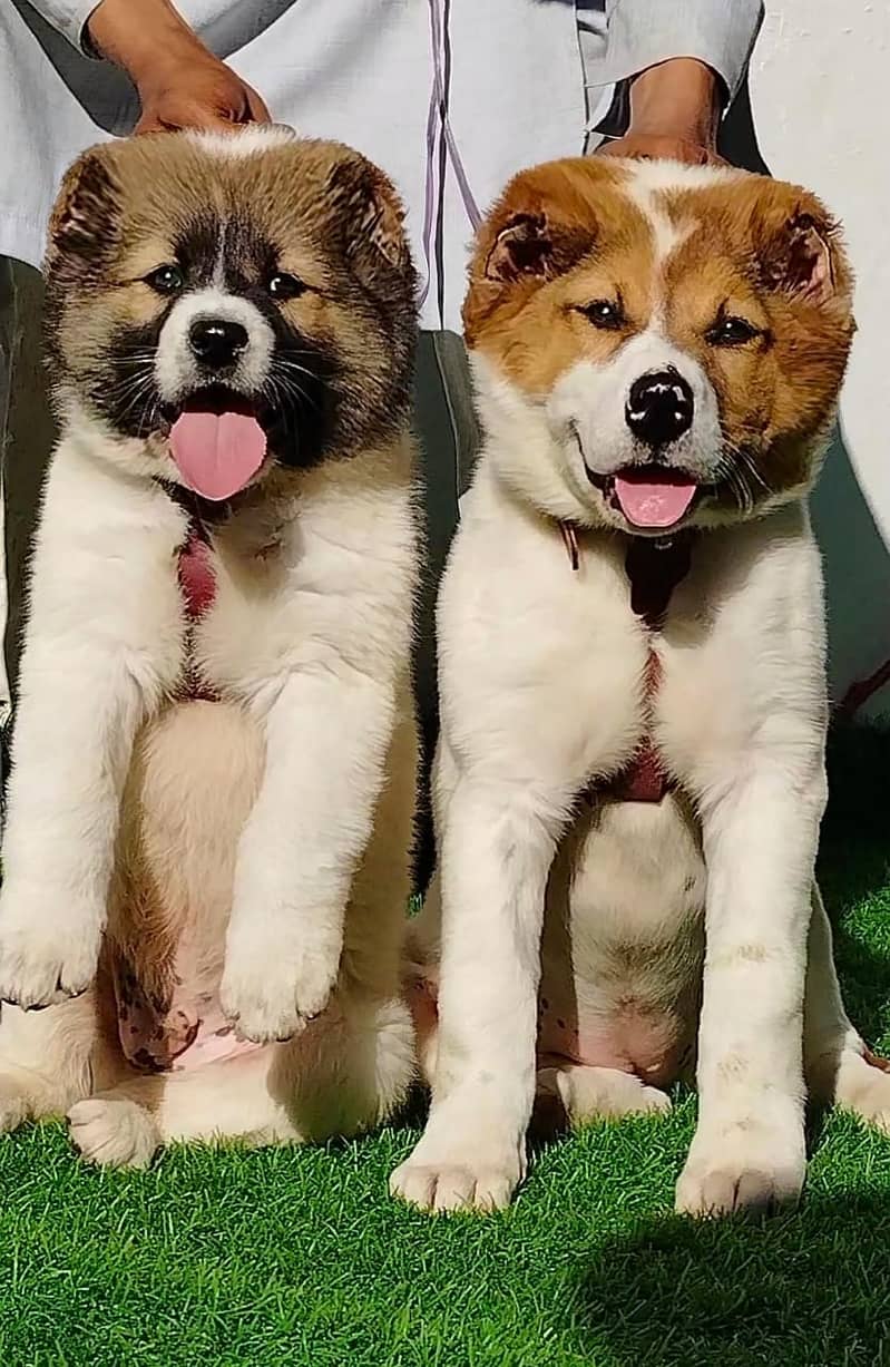 King Alabai Pair | Alabai Puppies | Alabai security Dog For Sale 1