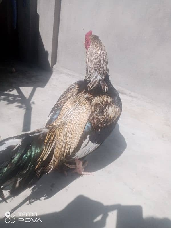 Aseel Shamo | Shamo pair | Aseel hen | Aseel Shamo For Sale 0