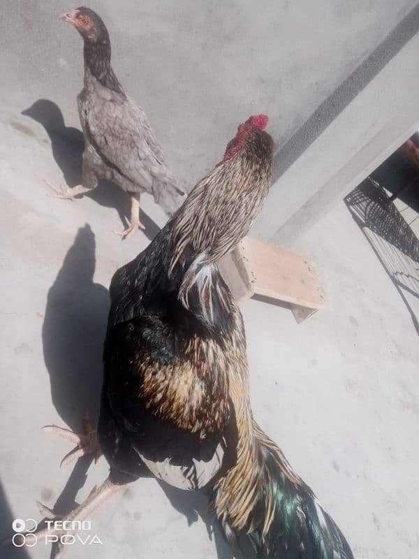 Aseel Shamo | Shamo pair | Aseel hen | Aseel Shamo For Sale 1