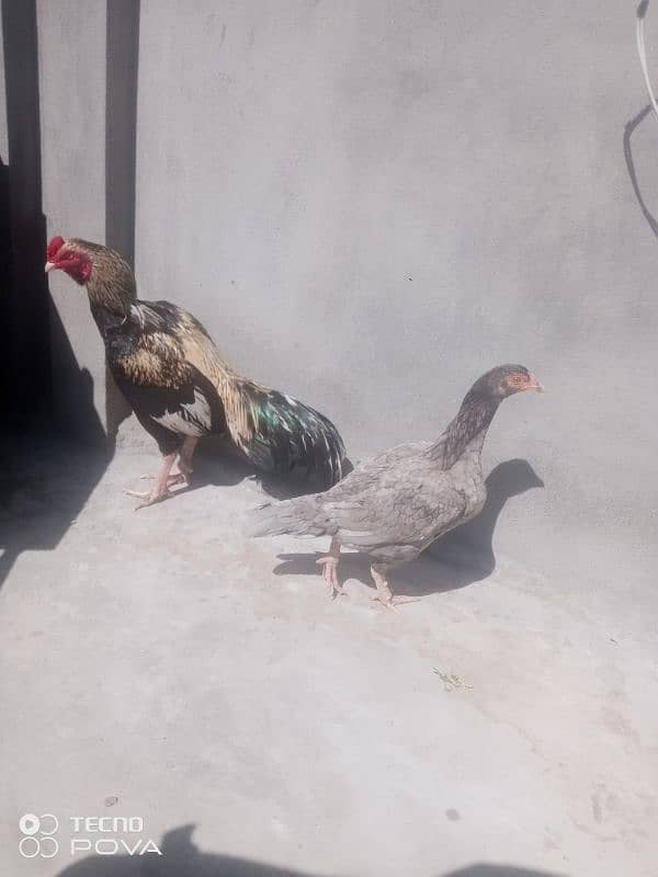 Aseel Shamo | Shamo pair | Aseel hen | Aseel Shamo For Sale 2