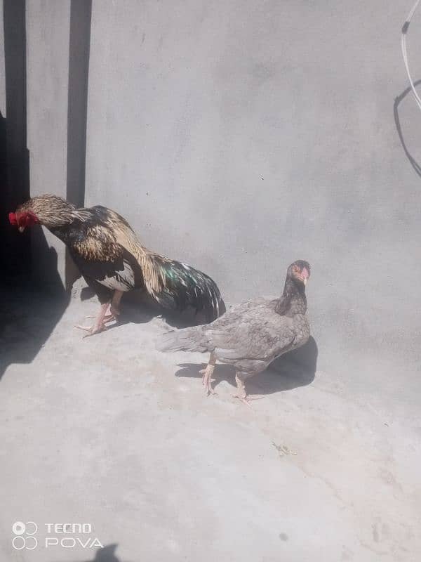 Aseel Shamo | Shamo pair | Aseel hen | Aseel Shamo For Sale 3