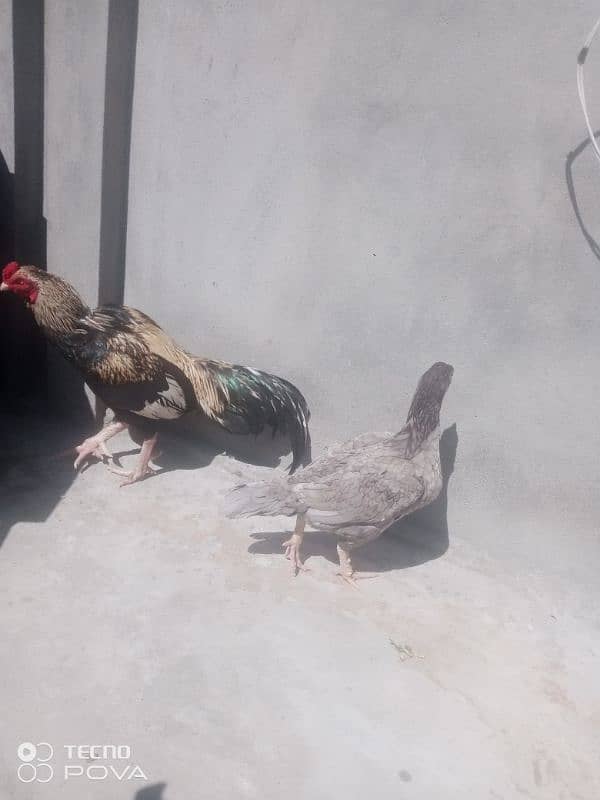 Aseel Shamo | Shamo pair | Aseel hen | Aseel Shamo For Sale 4