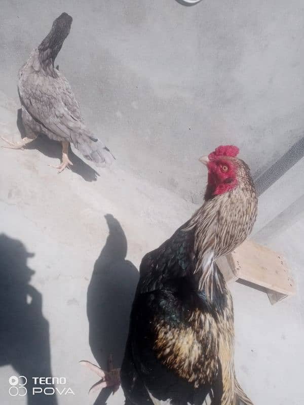 Aseel Shamo | Shamo pair | Aseel hen | Aseel Shamo For Sale 5