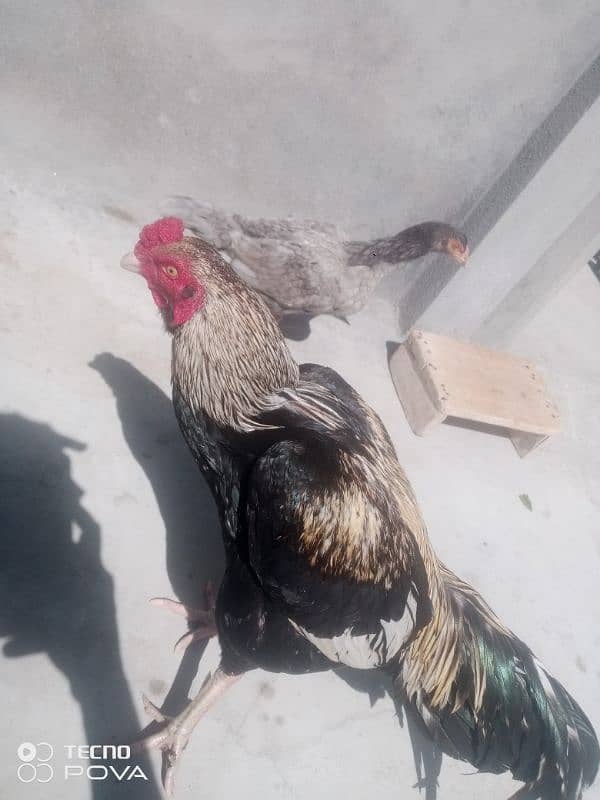 Aseel Shamo | Shamo pair | Aseel hen | Aseel Shamo For Sale 6