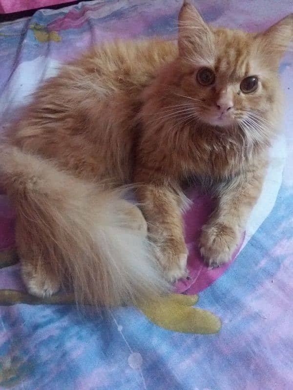 Persian male cat 0