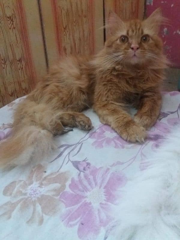 Persian male cat 1