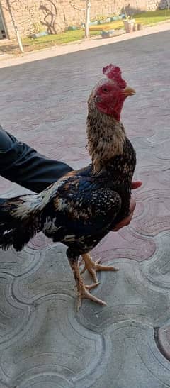 Aseel cock one  for 5000RS