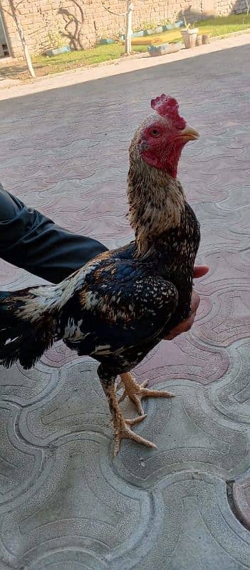 Aseel cock one  for 5000RS 0