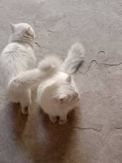 Persian cats