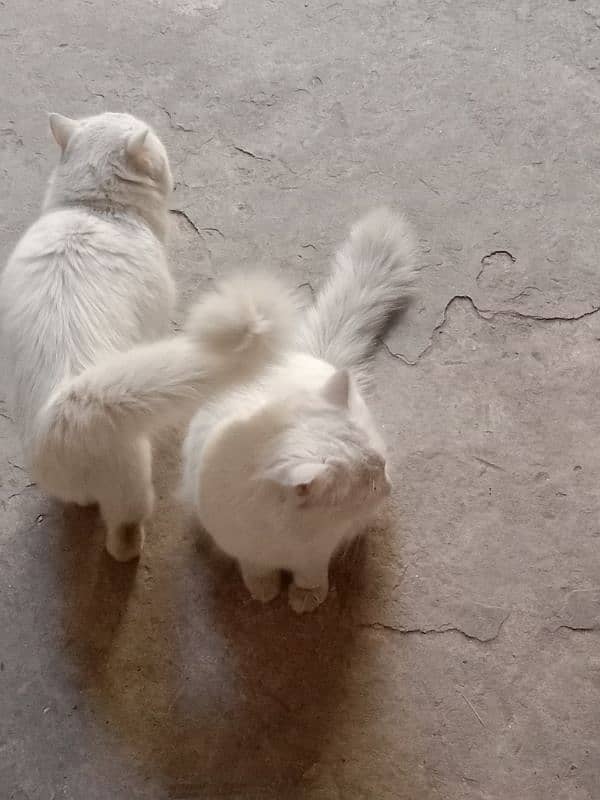 Persian cats 0