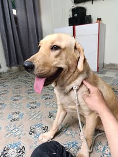 Labrador female