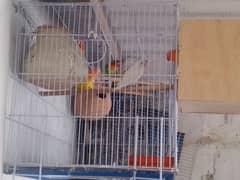 love birds with cage