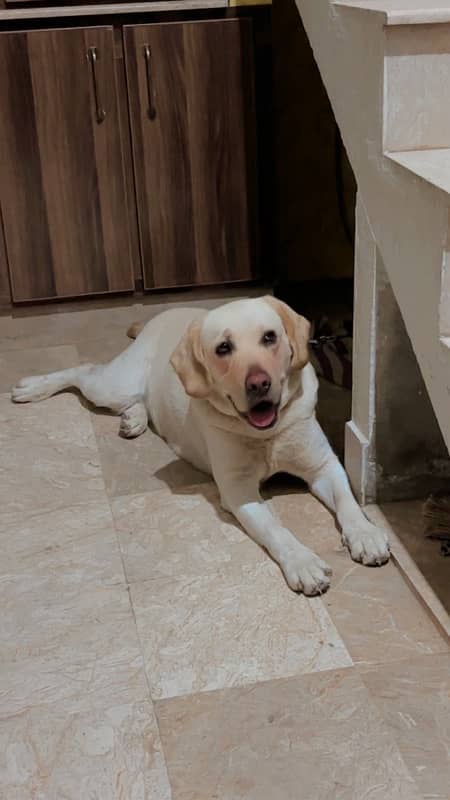 labrador female for sale 1