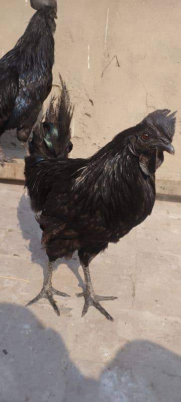 Ayam Cemnai Gray Toung Fertaild Eggs  Chiks And Pair Available 4