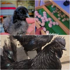 Ayam Cemnai Gray Toung Fertaild Eggs  Chiks And Pair Available