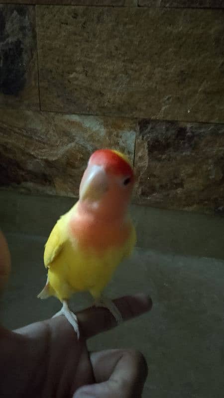 lutino lovebird and par blue chick 0