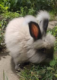 Pure English Angora Rabbit