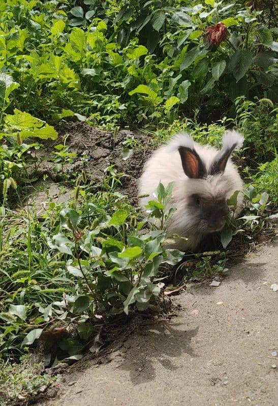 Pure English Angora Rabbit 1