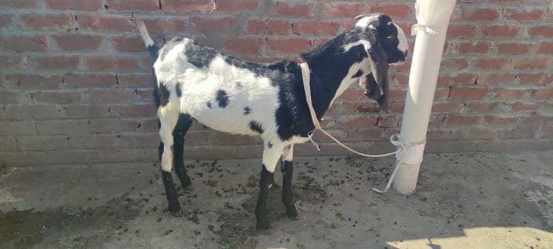 Male Goat 2