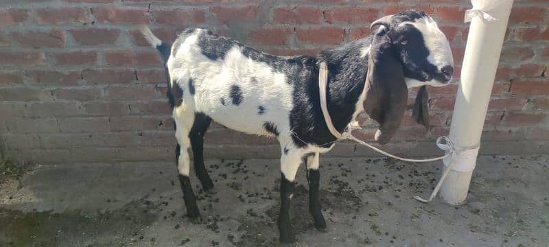 Male Goat 3