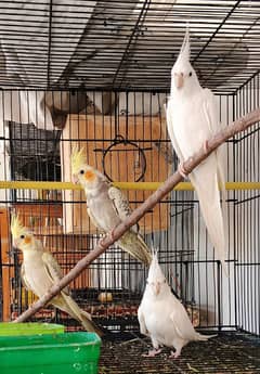 Pineapple Conure / Albino red eye / Decino /Masked /Fischer /Cockatiel