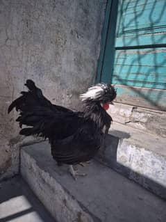 2 Black Polish Male 1 Brown polish female hen